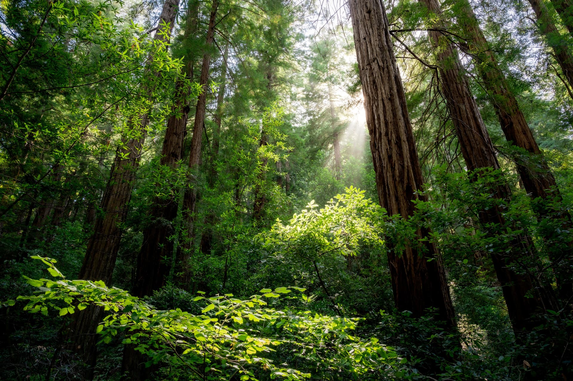 Luce del sole tra alberi alti in una foresta silenziosa